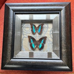 Beautifully & professionally framed Prepona butterfly specimens.